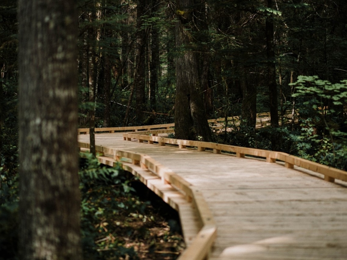 Wooden path in the woods