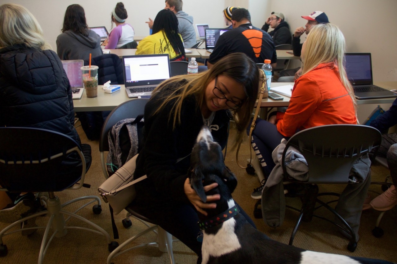Student petting a greyhound dog in classroom.