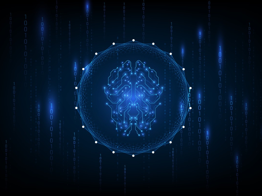 Brain