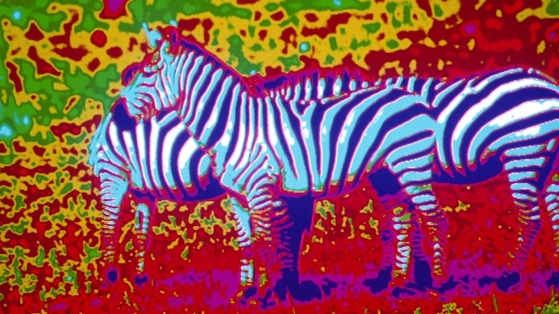 Colorful image of Zebra in bright red, green, blue and purple by Stanley N. Botwinik. Zebra poster (faux colors). Photograph. Image and data from the Peabody Museum of Natural History (Yale University).
