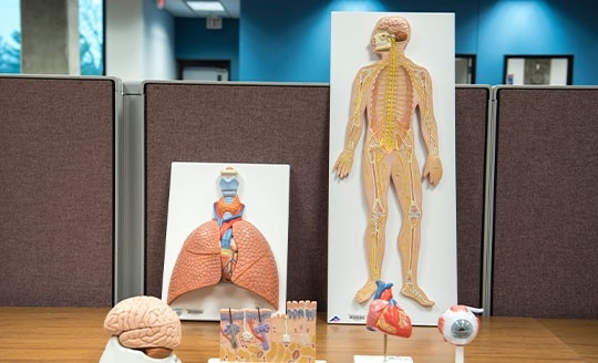 Anatomical Models