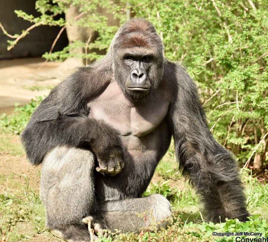 Jeff McCurry was Harambe's official photographer at the Cincinnati Zoo