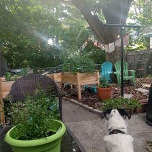 Backyard