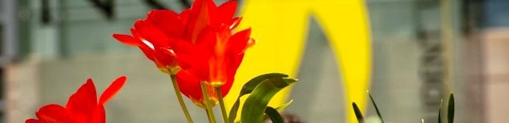 banner_redflower