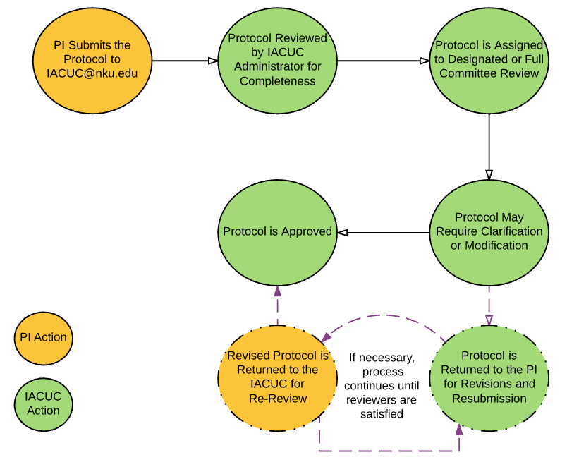 A diagram of the IACUC Review Process