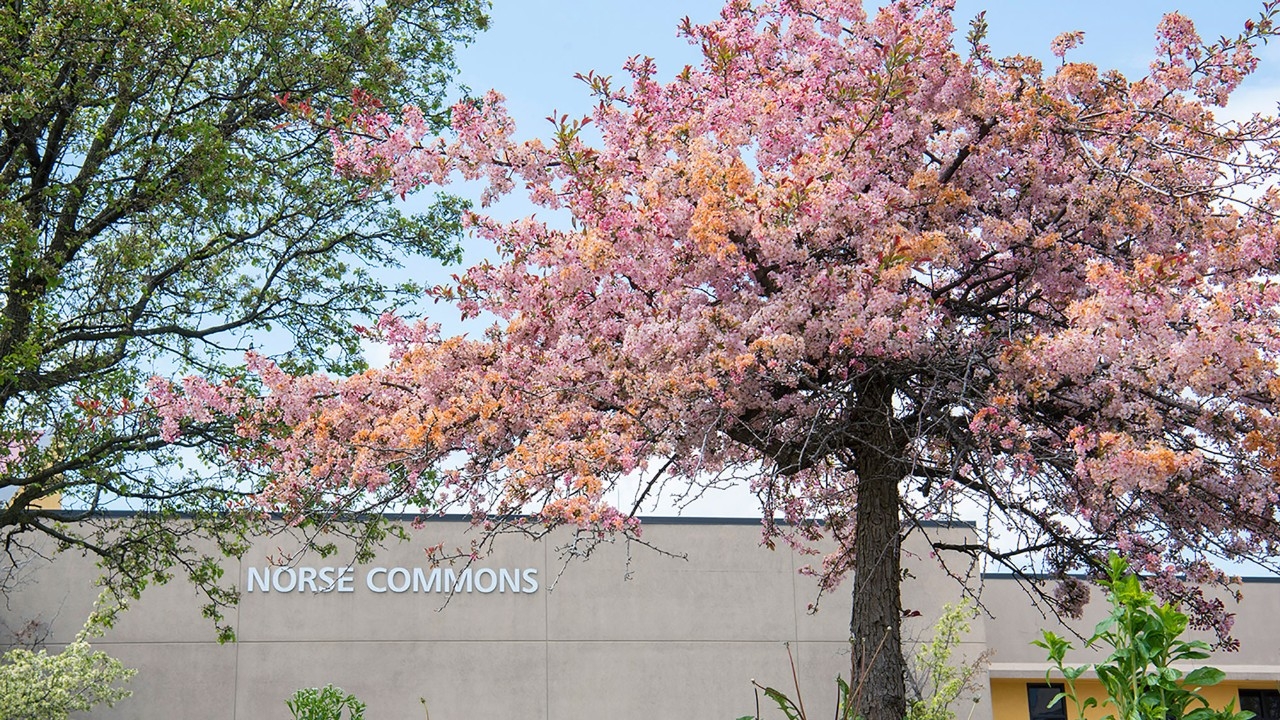 Tree in bloom in front of Norse Commons