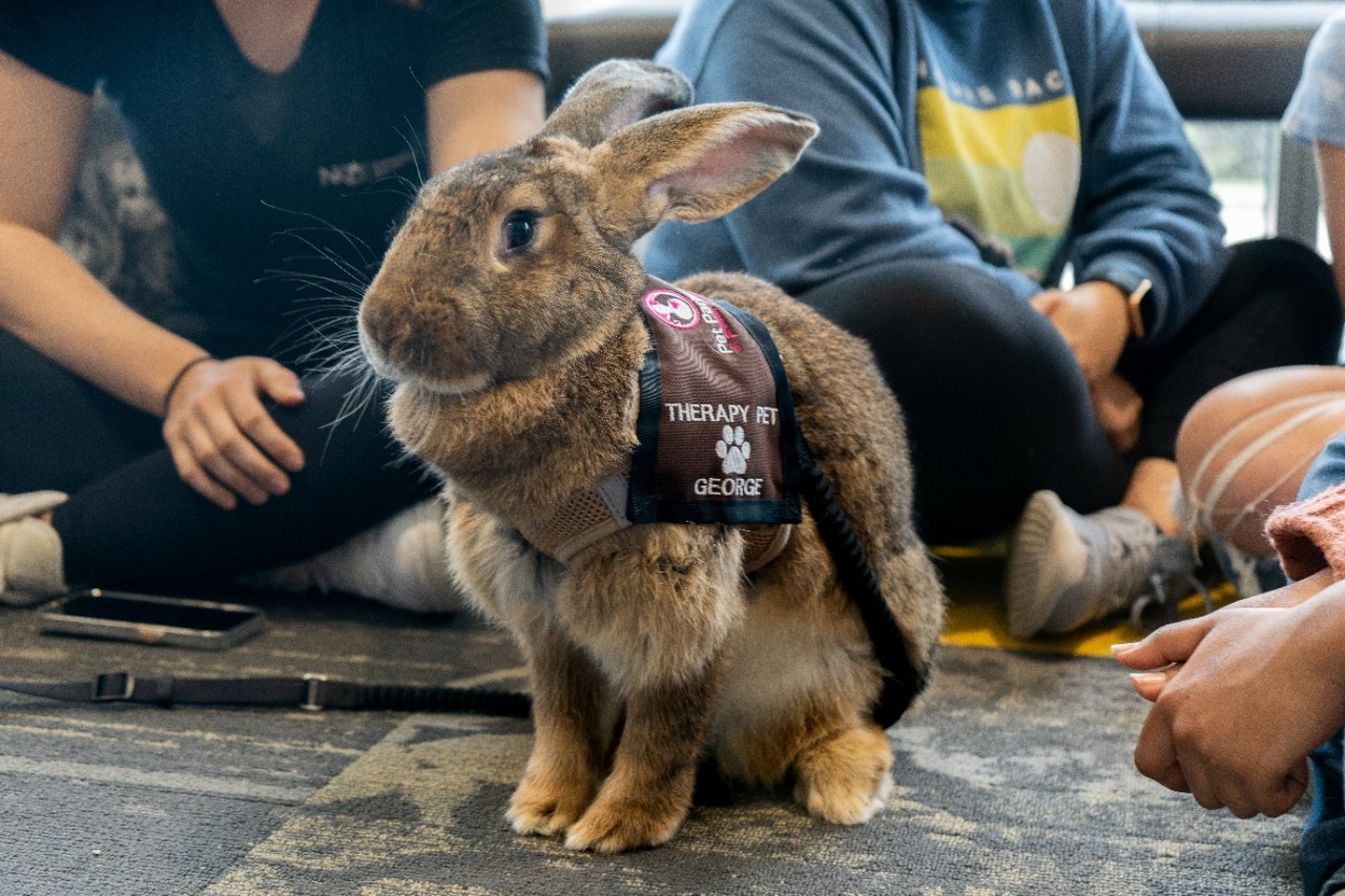 Rec Your Final: Therapy Bunny