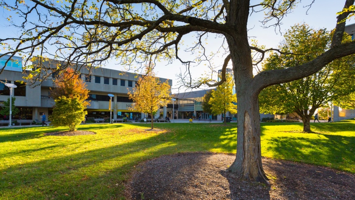 Scenic park with the sun shining upon the grass and a tree