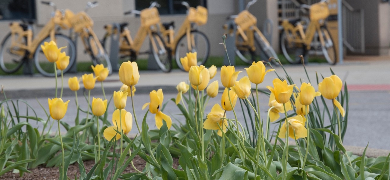 Yellow tulips in front of yellow NKU bikes