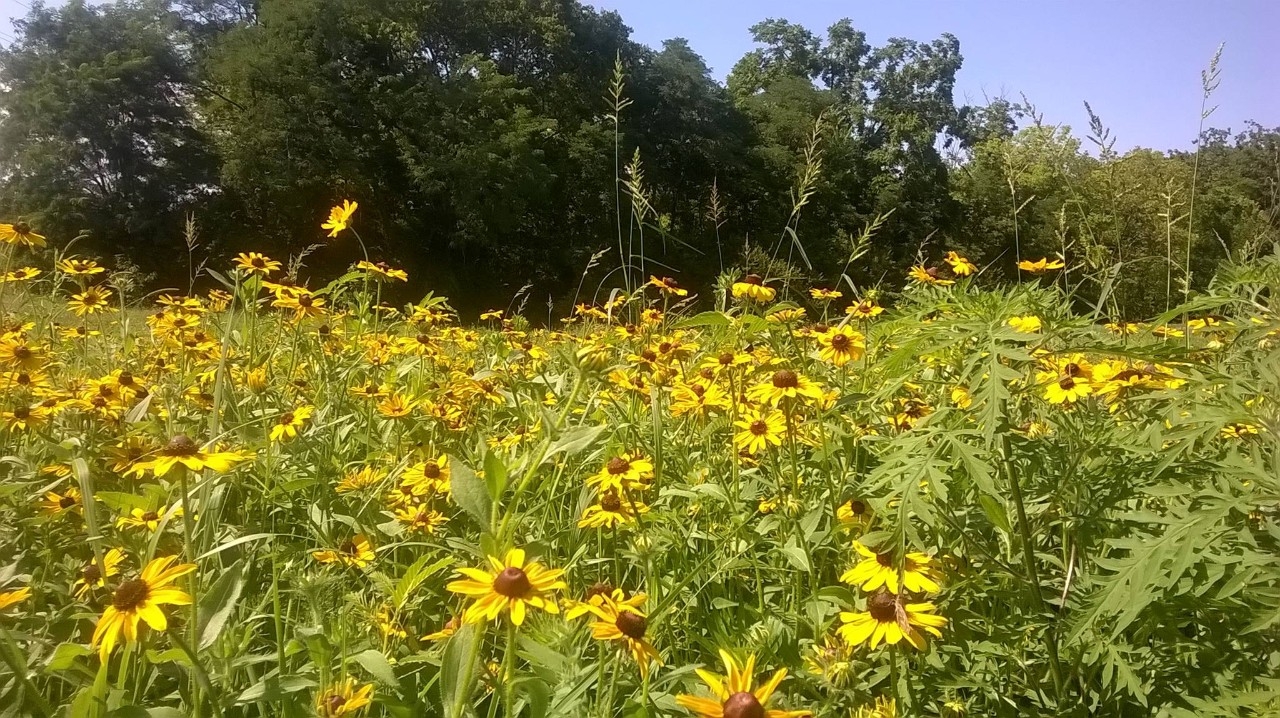 Wildflower Garden with multiple black-eyed Susan flowers