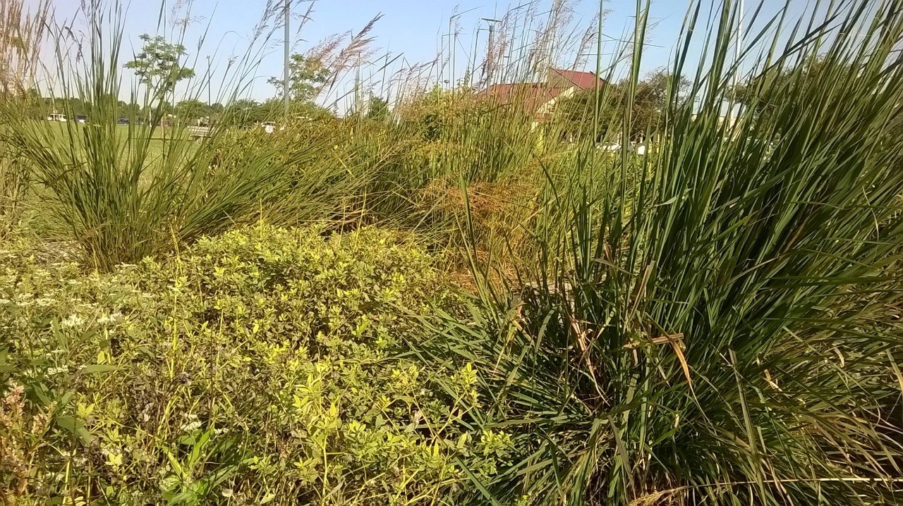 Rain Garden