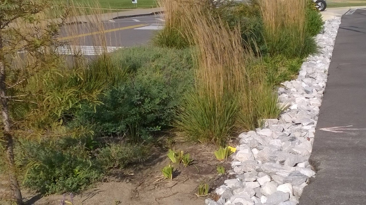 Bioswale