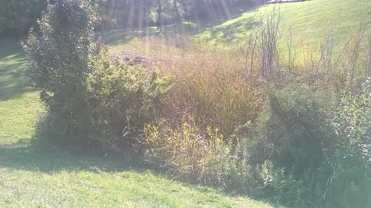 No Mow Zone