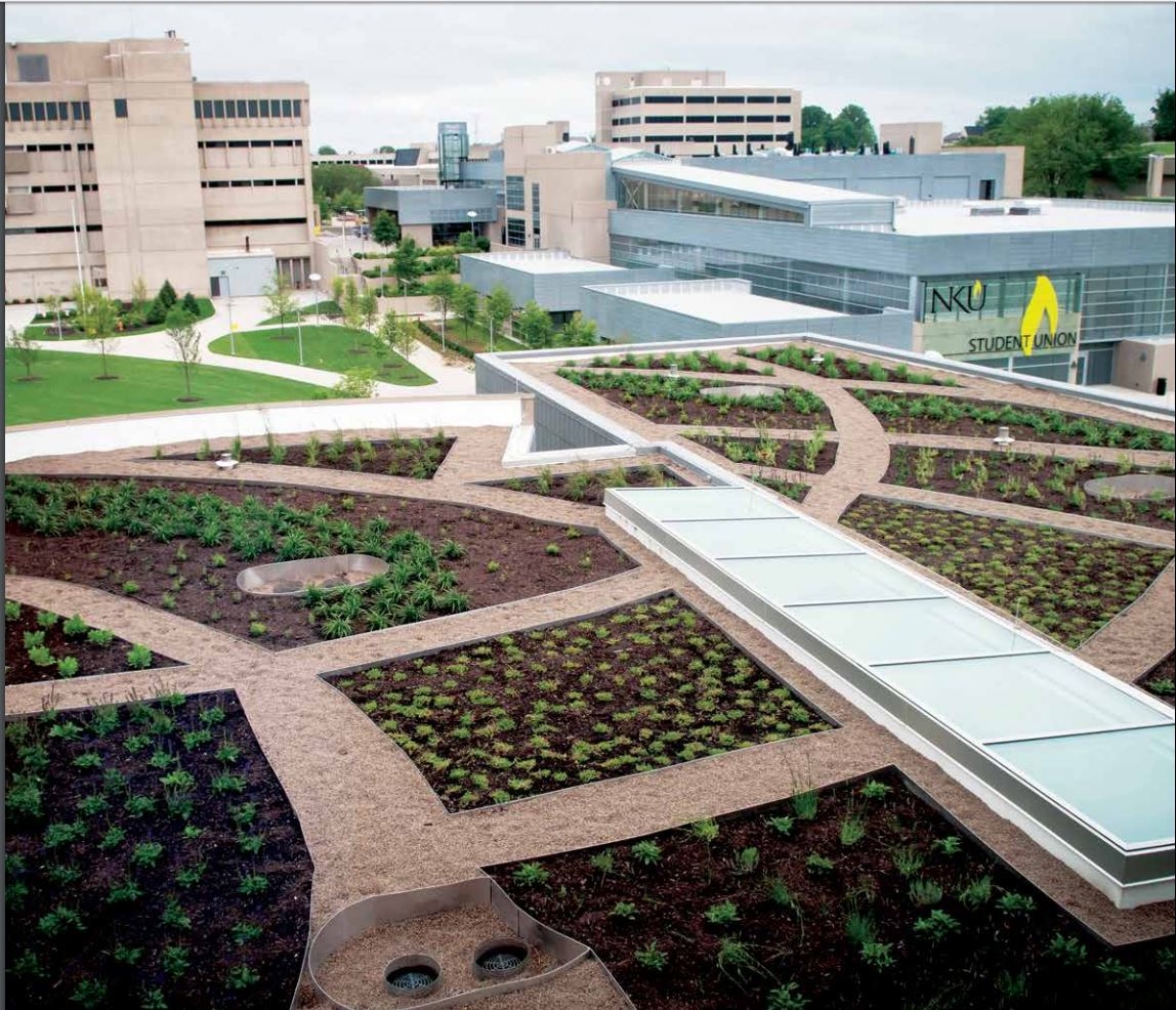 Beginning plants are scattered on the Green Roof on top of Founders hall. Two campus buildings are seen in the distance