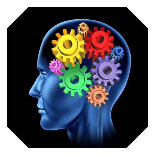 head with gears inside representing different regions of the brain