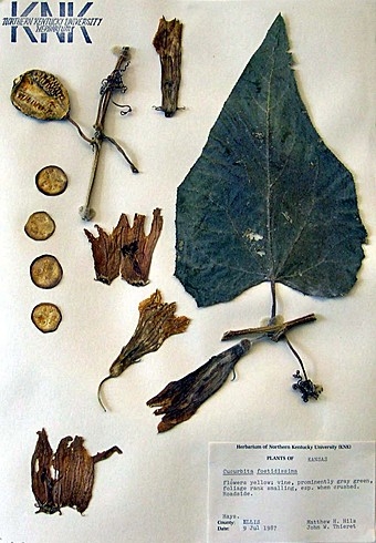 Cucurbita Foetidissima (Buffalo Gourd) specimen