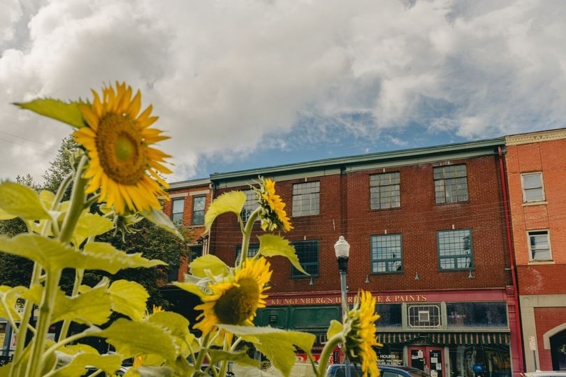 Sunflower in front of orange brick building